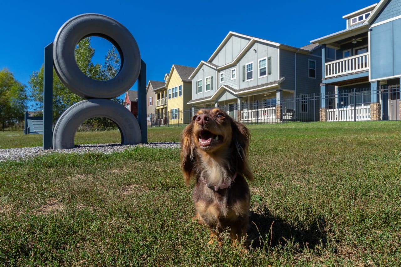 the-collective-at-columbia-apartments-near-the-university-of-missouri-dog-park
